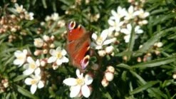 Choisya (Choisya Ternata 'White Dazzler') -DIRECTPLANT Winkel choisya white dazzler butterfly