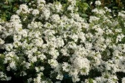 Choisya (Choisya Ternata 'White Dazzler') -DIRECTPLANT Winkel choisya white dazzler 20