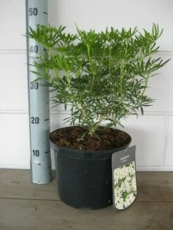 Choisya (Choisya Ternata 'White Dazzler') -DIRECTPLANT Winkel choisya white dazzler c5 10 08 2018