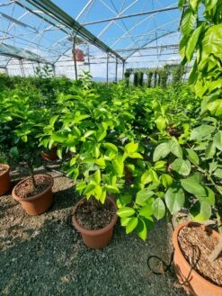 Sinaasappel (Citrus Sinensis 'Arcobal') -DIRECTPLANT Winkel citrus chinensis arcobal 1