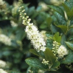 Schijnels (Clethra Alnifolia) 12 Schijnels (Clethra Alnifolia) -DIRECTPLANT Winkel clalnifo 15 3