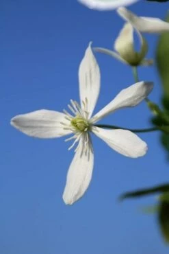 Bosrank, Groenblijvend (Clematis Armandii) -DIRECTPLANT Winkel clematis armandii 3