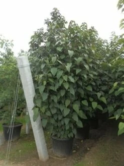 Pindakaasboom Als Struik (Clerodendrum Trichotomum) 7 Pindakaasboom Als Struik (Clerodendrum Trichotomum) -DIRECTPLANT Winkel clerodendrum trich. purple blaze11