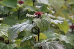 Pindakaasboom (Clerodendrum Bungei) -DIRECTPLANT Winkel clerodendrum bungei 1 1