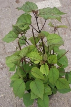 Pindakaasboom (Clerodendrum Bungei) -DIRECTPLANT Winkel clerodendrum bungei 2