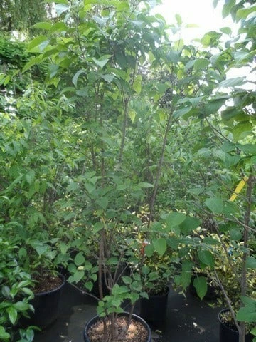 Pindakaasboom Als Struik (Clerodendrum Trichotomum) 4 Pindakaasboom Als Struik (Clerodendrum Trichotomum) - Afbeelding 2