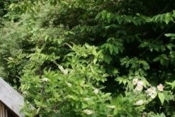 Schijnels (Clethra Alnifolia) 19 Schijnels (Clethra Alnifolia) -DIRECTPLANT Winkel clethra alnifolia 2