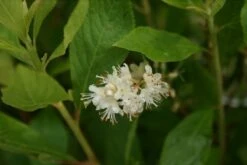 Schijnels (Clethra Alnifolia) 16 Schijnels (Clethra Alnifolia) -DIRECTPLANT Winkel clethra alnifolia 5