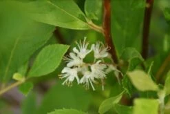 Schijnels (Clethra Alnifolia) 17 Schijnels (Clethra Alnifolia) -DIRECTPLANT Winkel clethra alnifolia 7