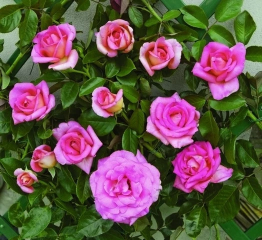 Klimroos (Rosa 'Parfum Royal') 3 Klimroos (Rosa 'Parfum Royal')