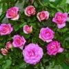 Klimroos (Rosa 'Parfum Royal') -DIRECTPLANT Winkel clg parfum royal2 2