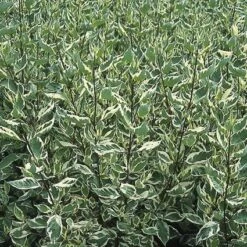 Bonte Kornoelje (Cornus Alba 'Elegantissima') -DIRECTPLANT Winkel coaelega 3