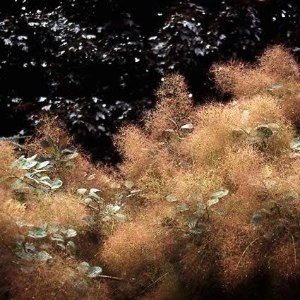 Pruikenboom (Cotinus Coggygria) 4 Pruikenboom (Cotinus Coggygria) - Afbeelding 2