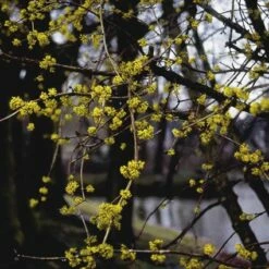 Gele Kornoelje (Cornus Mas) -DIRECTPLANT Winkel comas 10