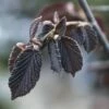 Rode Hazelaar (Corylus Maxima 'Purpurea') -DIRECTPLANT Winkel compurpu 50 10
