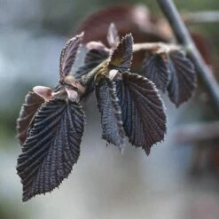 Rode Hazelaar (Corylus Maxima 'Purpurea')