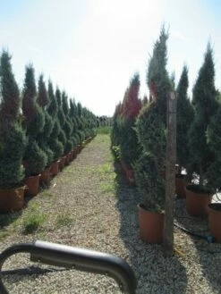 Conifeer Als Spiraal (Thuja Occidentalis 'Smaragd') -DIRECTPLANT Winkel conifeer spiraal 1
