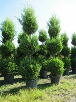 Cupressocyparis, Triobol (Cupressocyparis Leylandii 'Castlewellan Gold') -DIRECTPLANT Winkel conifeer triobol 2