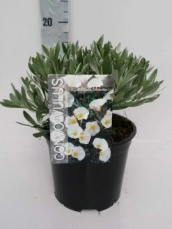 Zilverwinde (Convolvulus Cneorum ) -DIRECTPLANT Winkel convolvulus 10 6