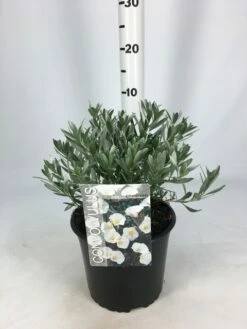 Zilverwinde (Convolvulus Cneorum ) -DIRECTPLANT Winkel convolvulus 26 06