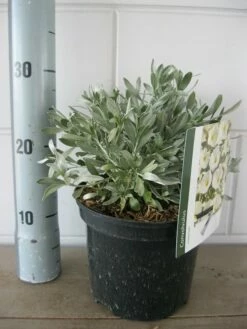 Zilverwinde (Convolvulus Cneorum ) -DIRECTPLANT Winkel convolvulus cneorom c3 26 6 2019