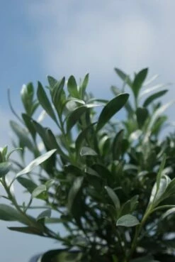 Zilverwinde (Convolvulus Cneorum ) -DIRECTPLANT Winkel convolvulus cneorum 1