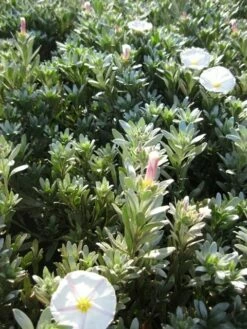Zilverwinde (Convolvulus Cneorum ) -DIRECTPLANT Winkel convolvulus cneorum c3 okt 1