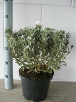 Zilverwinde (Convolvulus Cneorum ) -DIRECTPLANT Winkel convolvulus cneorum c5 oktober 2