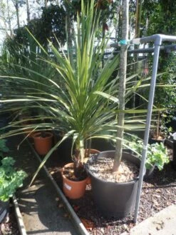 Cordyline (Cordyline Australis) 22 Cordyline (Cordyline Australis) -DIRECTPLANT Winkel cordyline australis 125 150 c20