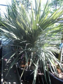 Cordyline (Cordyline Australis) 24 Cordyline (Cordyline Australis) -DIRECTPLANT Winkel cordyline australis 175 200 meerstammig