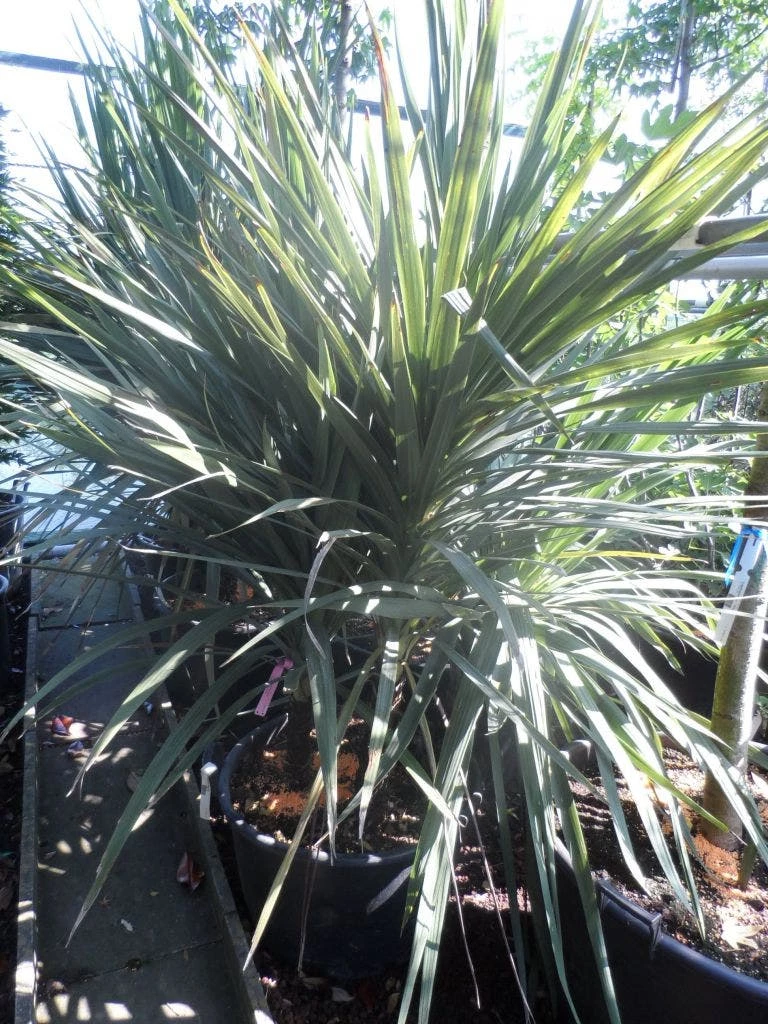 Cordyline (Cordyline Australis) 11 Cordyline (Cordyline Australis) - Afbeelding 9