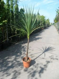 Cordyline (Cordyline Australis) 26 Cordyline (Cordyline Australis) -DIRECTPLANT Winkel cordyline australis c10