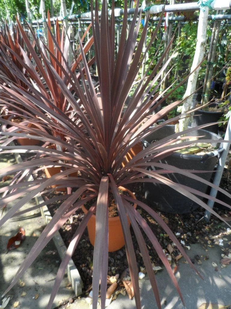 Cordyline (Cordyline Australis 'Atropurpurea') 6 Cordyline (Cordyline Australis 'Atropurpurea') - Afbeelding 4