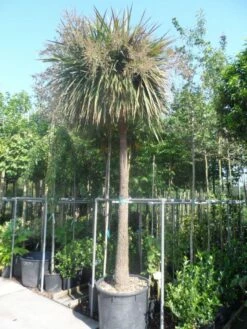 Cordyline (Cordyline Australis) 27 Cordyline (Cordyline Australis) -DIRECTPLANT Winkel cordyline australis solitair 250stam