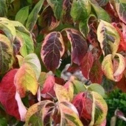 Kornoelje Op Stam (Cornus Florida 'Rainbow') -DIRECTPLANT Winkel cornus florida rainbow