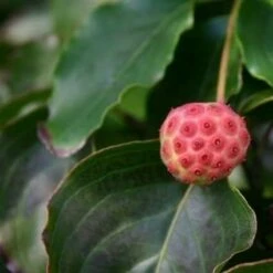 Kornoelje (Cornus Kousa 'China Girl') 30 Kornoelje (Cornus Kousa 'China Girl') -DIRECTPLANT Winkel cornus kousa china girl