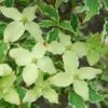 Bonte Kornoelje (Cornus Kousa 'Samaritan') -DIRECTPLANT Winkel cornus kousa samakatin 1