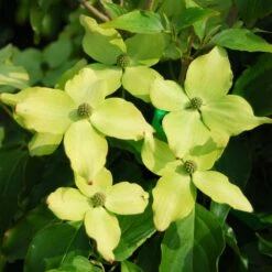 Kornoelje (Cornus Kousa 'Schmetterling') -DIRECTPLANT Winkel cornus kousa schmetterling 1 1