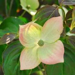 Kornoelje (Cornus Kousa 'Teutonia')