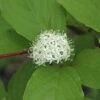Kornoelje (Cornus Alba 'Sibirica') -DIRECTPLANT Winkel cornus alba sibirica 1