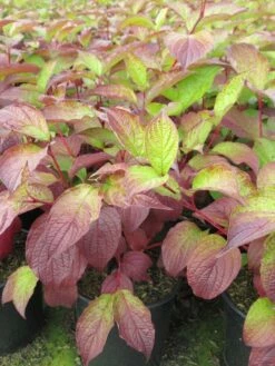 Kornoelje (Cornus Alba 'Sibirica') -DIRECTPLANT Winkel cornus alba sibirica 2