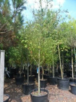 Kornoelje (Cornus Alternifolia) -DIRECTPLANT Winkel cornus alternifolia 18 20 c160