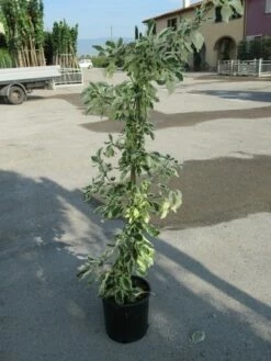 Kornoelje (Cornus Alternifolia 'Argentea') -DIRECTPLANT Winkel cornus alternifolia argentea 1