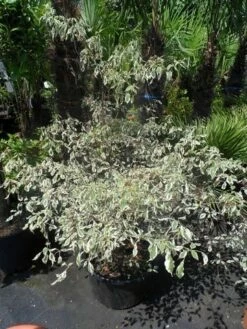 Kornoelje (Cornus Alternifolia 'Argentea') -DIRECTPLANT Winkel cornus alternifolia argentea 100 125 c25