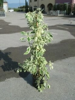 Kornoelje (Cornus Alternifolia 'Argentea') -DIRECTPLANT Winkel cornus alternifolia argentea 2