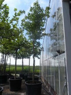 Reuzenkornoelje (Cornus Controversa) -DIRECTPLANT Winkel cornus controversa 20 25ho c350 1