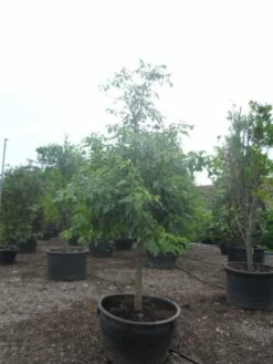 Reuzenkornoelje (Cornus Controversa) -DIRECTPLANT Winkel cornus controversa halfstam c500