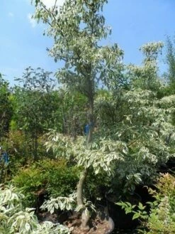Reuzenkornoelje (Cornus Controversa 'Variegata') -DIRECTPLANT Winkel cornus controversa variegata 175 200 250 1