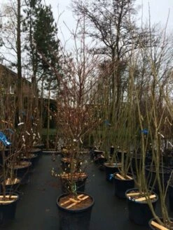 Reuzenkornoelje (Cornus Controversa 'Variegata') -DIRECTPLANT Winkel cornus controversa variegata 2 1