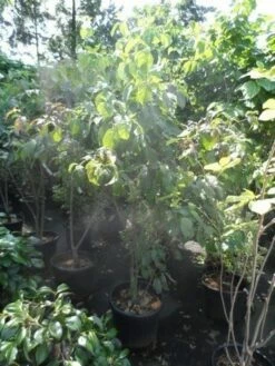 Veelbloemige Kornoelje (Cornus Florida 'Cloud Nine') -DIRECTPLANT Winkel cornus florida 150 175 200 c50 1 1